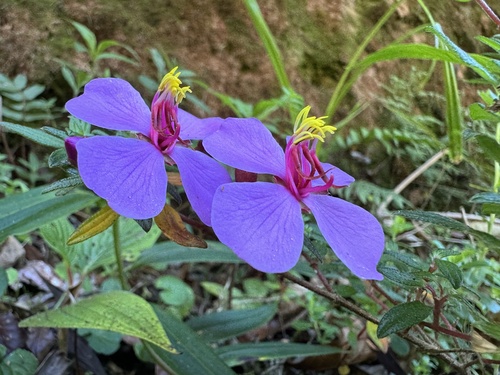 volcano monochaetum (Monochaetum vulcanicum)