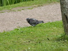 Columba livia domestica