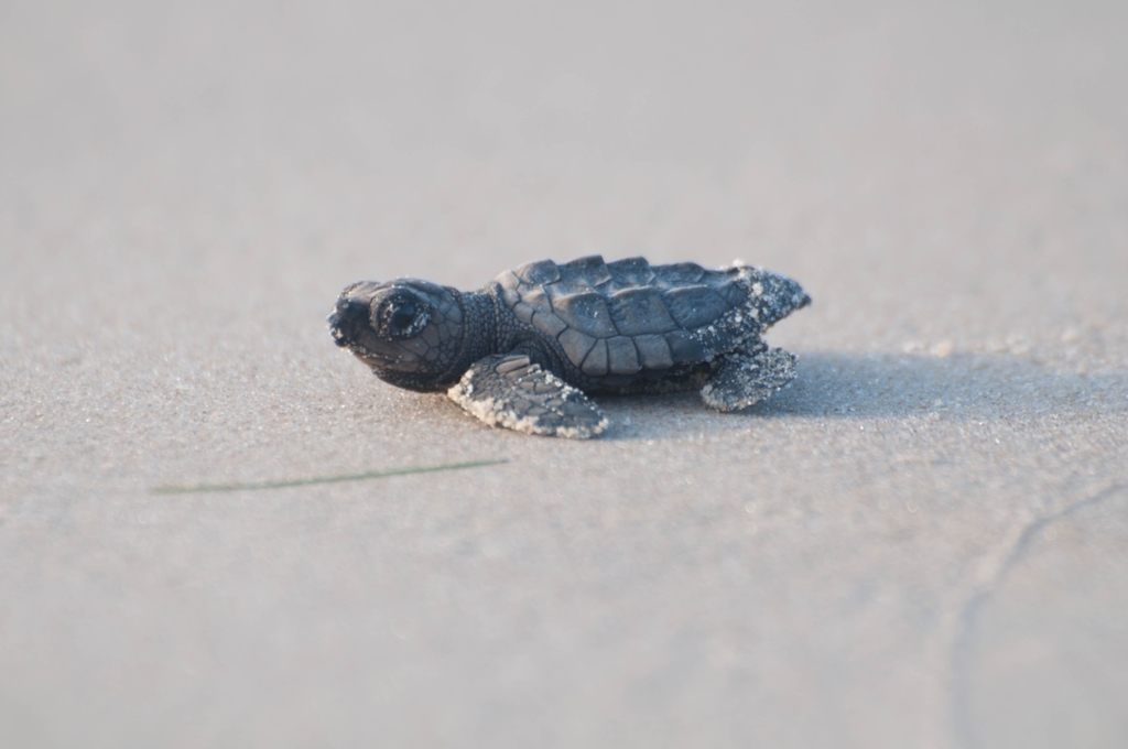 Kemp's ridley hatchling crawling across smooth sand