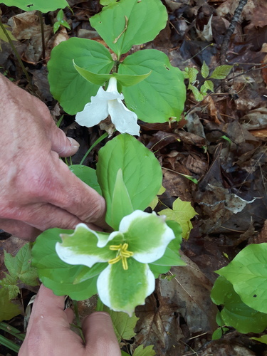 Trillium grandiflorum