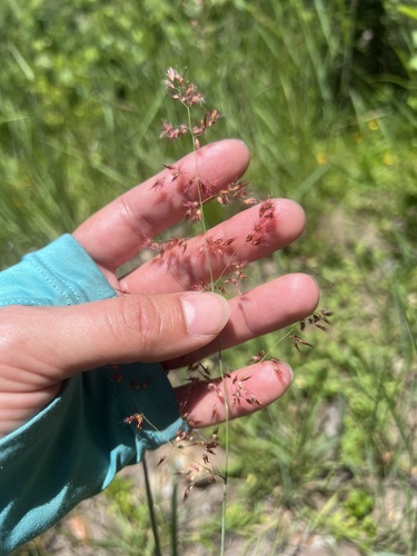 Melinis repens observed 2025-01-26
