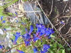 Penstemon albertinus