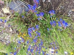 Penstemon albertinus