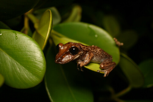 Bruno's Casque-Headed Frog