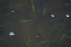 Atherinomorus stipes