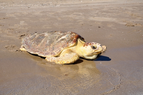 Loggerhead Sea Turtle photographed in Texas