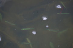 Atherinomorus stipes