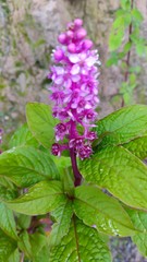 Phytolacca rugosa