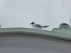 Chroicocephalus ridibundus