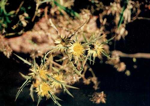 Carlina racemosa (Carlina racemosa)