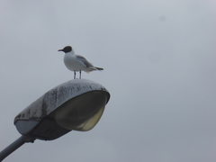 Chroicocephalus ridibundus