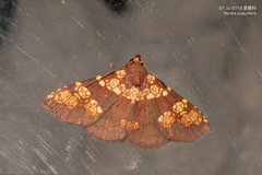 Saroba pustulifera