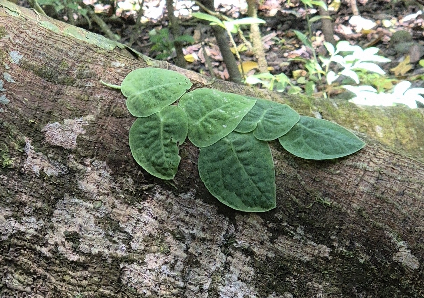 Imagem de Shingle plant