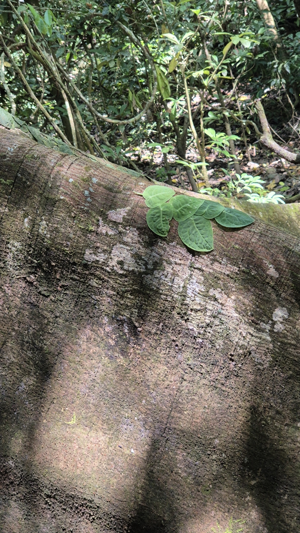 Imagem de Shingle plant