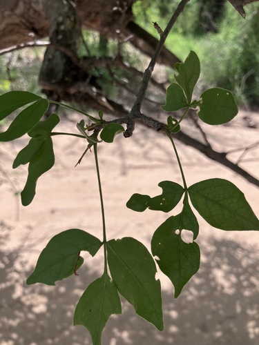 Lannea schweinfurthii, photograph 6