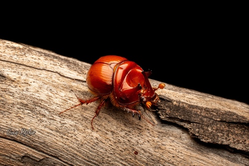 Genus Blackburnium · iNaturalist