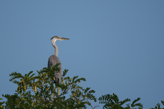 Ardea cinerea