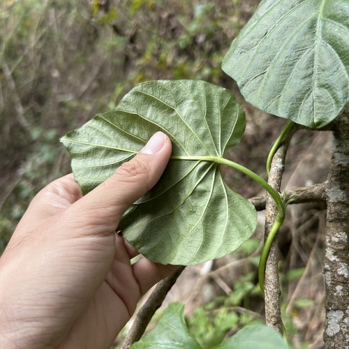 Jitirana