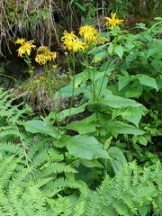 Doronicum austriacum
