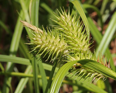 Carex lupuliformis