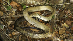 Central American Indigo Snake photo 1