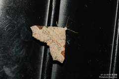 Prolophota trigonifera