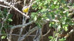 Setophaga pitiayumi insularis