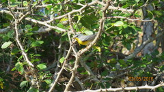 Setophaga pitiayumi insularis