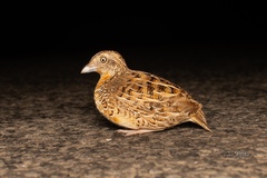Red-Chested Buttonquail photo 5
