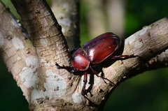 Trypoxylus dichotomus