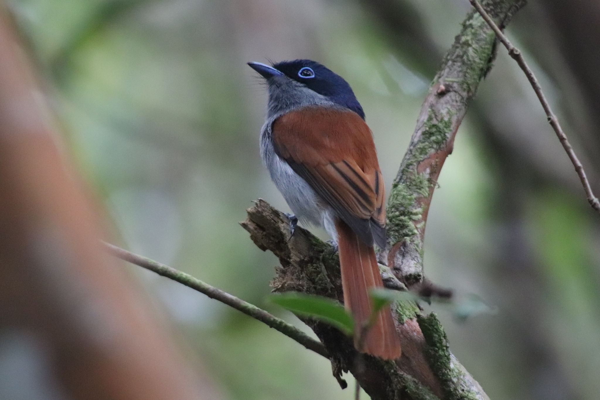 Mascarene Paradise Flycatcher (Terpsiphone bourbonnensis), photo 5