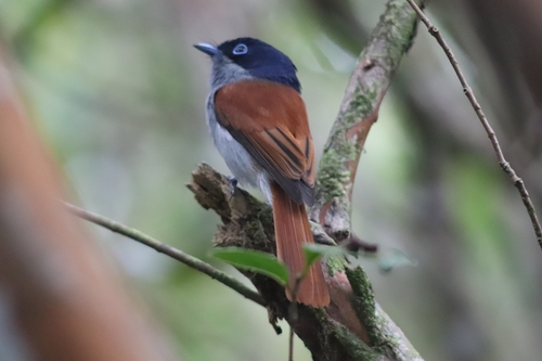 Mascarene Paradise Flycatcher (Terpsiphone bourbonnensis), photo 6