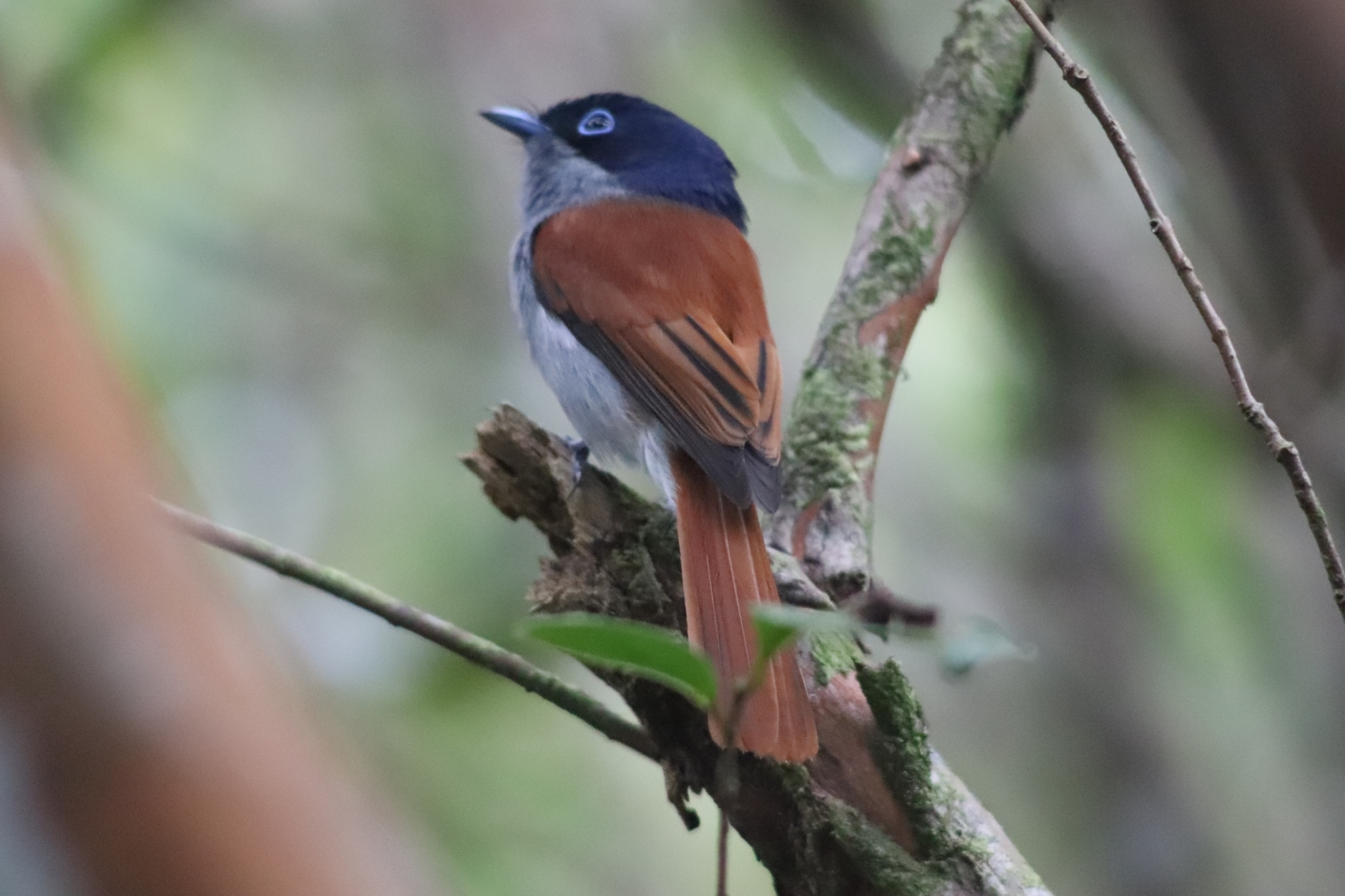 Mascarene Paradise Flycatcher (Terpsiphone bourbonnensis), photo 6