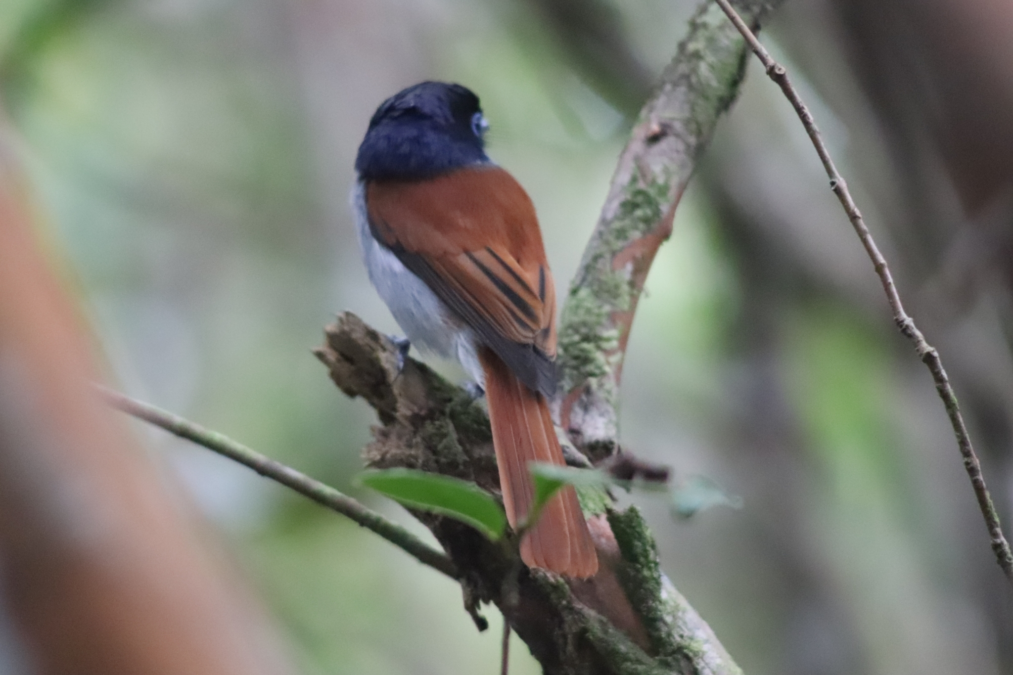 Mascarene Paradise Flycatcher (Terpsiphone bourbonnensis), photo 7