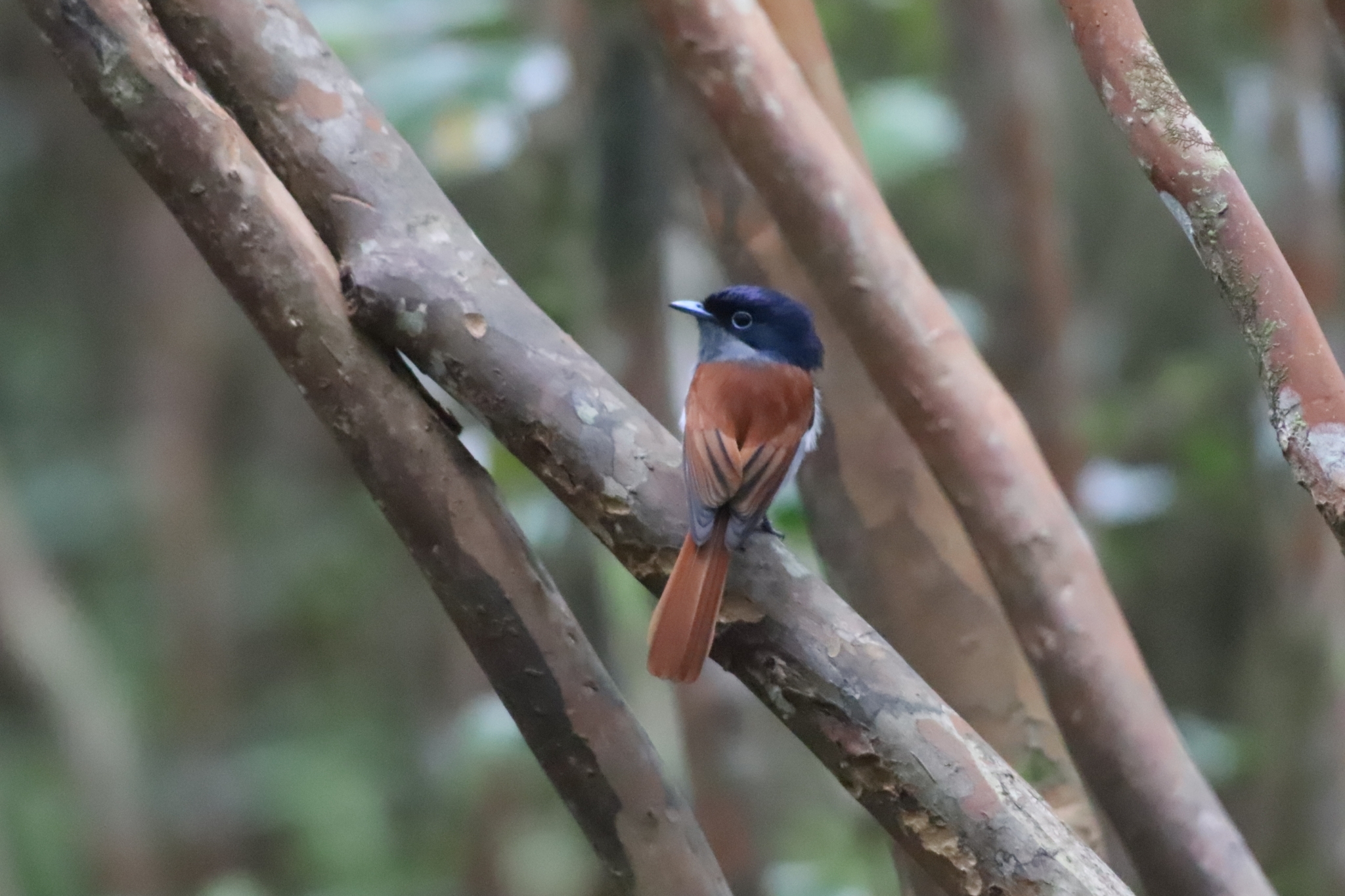 Mascarene Paradise Flycatcher (Terpsiphone bourbonnensis), photo 8
