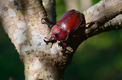 Trypoxylus dichotomus