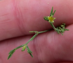 Paronychia lindheimeri