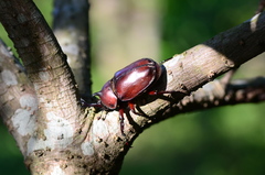 Trypoxylus dichotomus