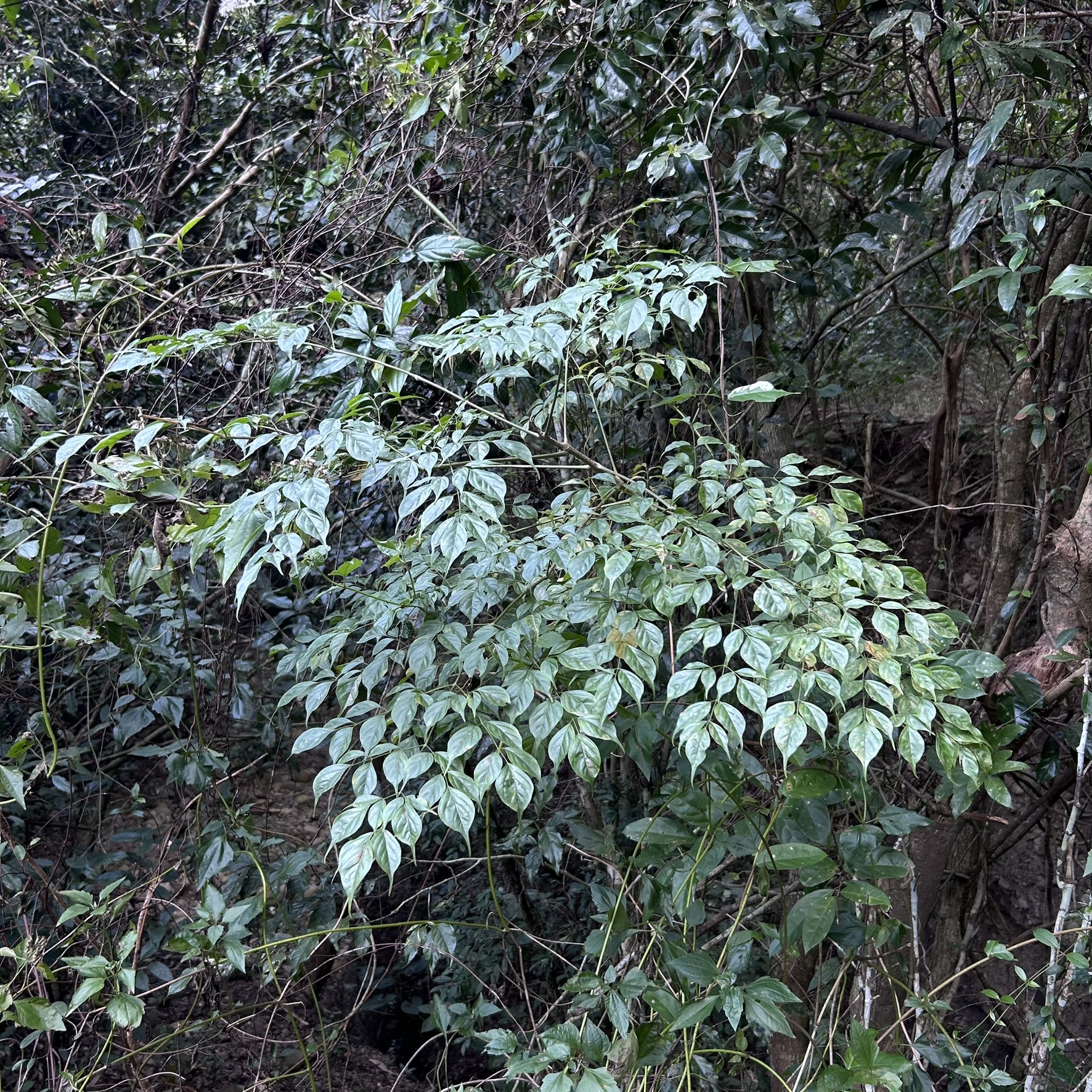 Imagem de Itajubá
