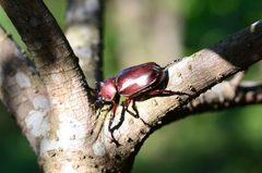Trypoxylus dichotomus
