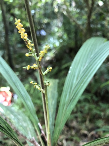 Tsirika
