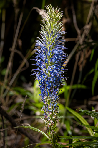 Lobelia grayana observed 2024-08-22