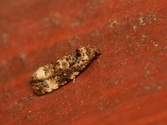 Endothenia