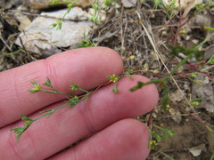 Paronychia lindheimeri