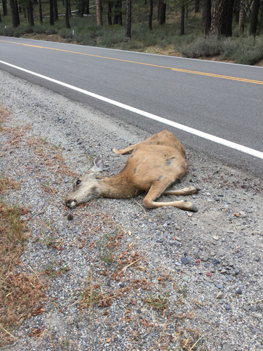 iNaturalist observation photo of Mule Deer