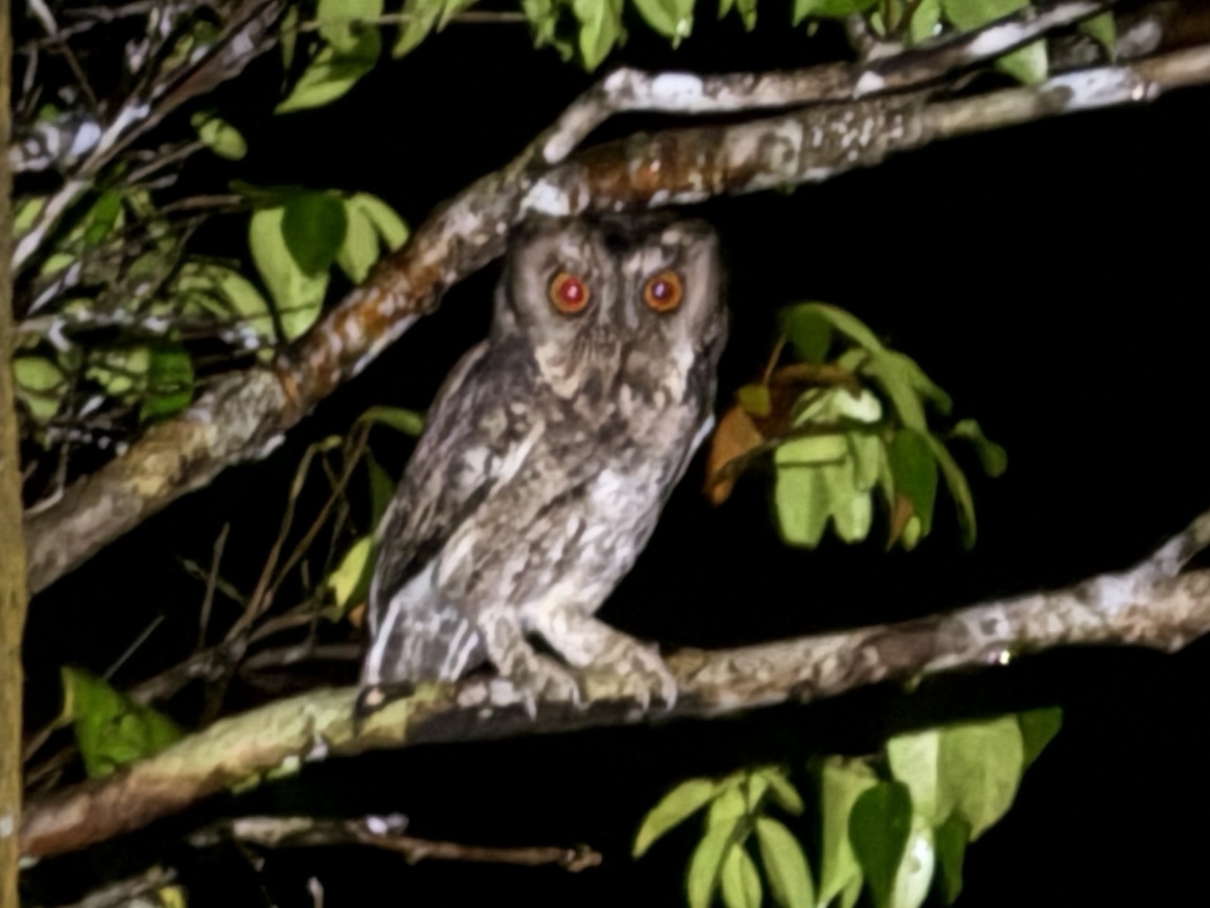 Sunda Scops Owl (Otus lempiji), photo 3