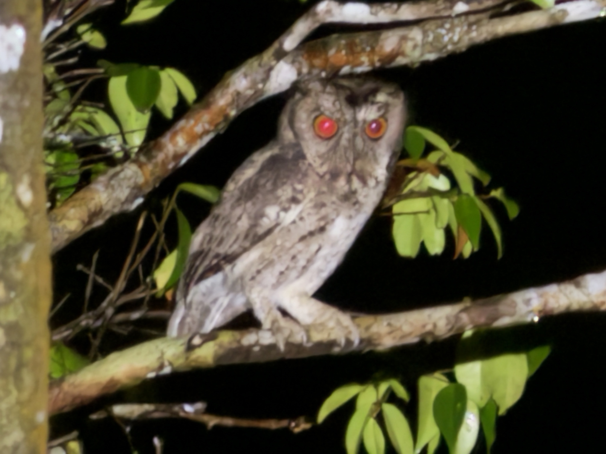 Sunda Scops Owl (Otus lempiji), photo 4