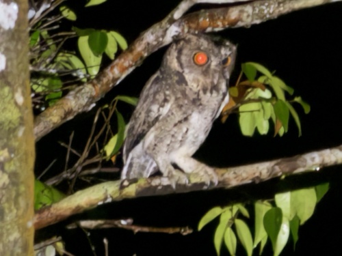 Sunda Scops Owl (Otus lempiji), photo 9