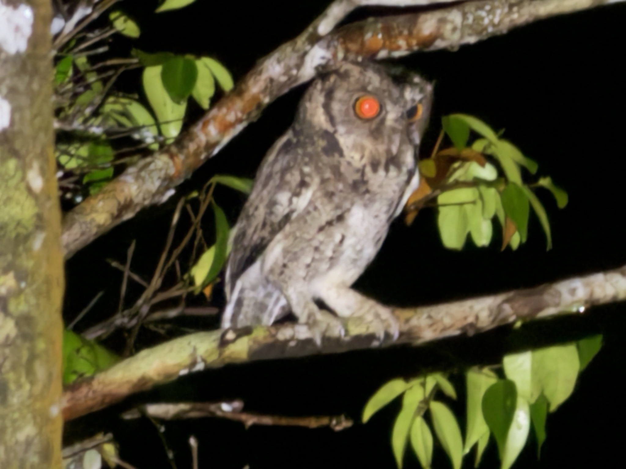Sunda Scops Owl (Otus lempiji), photo 5