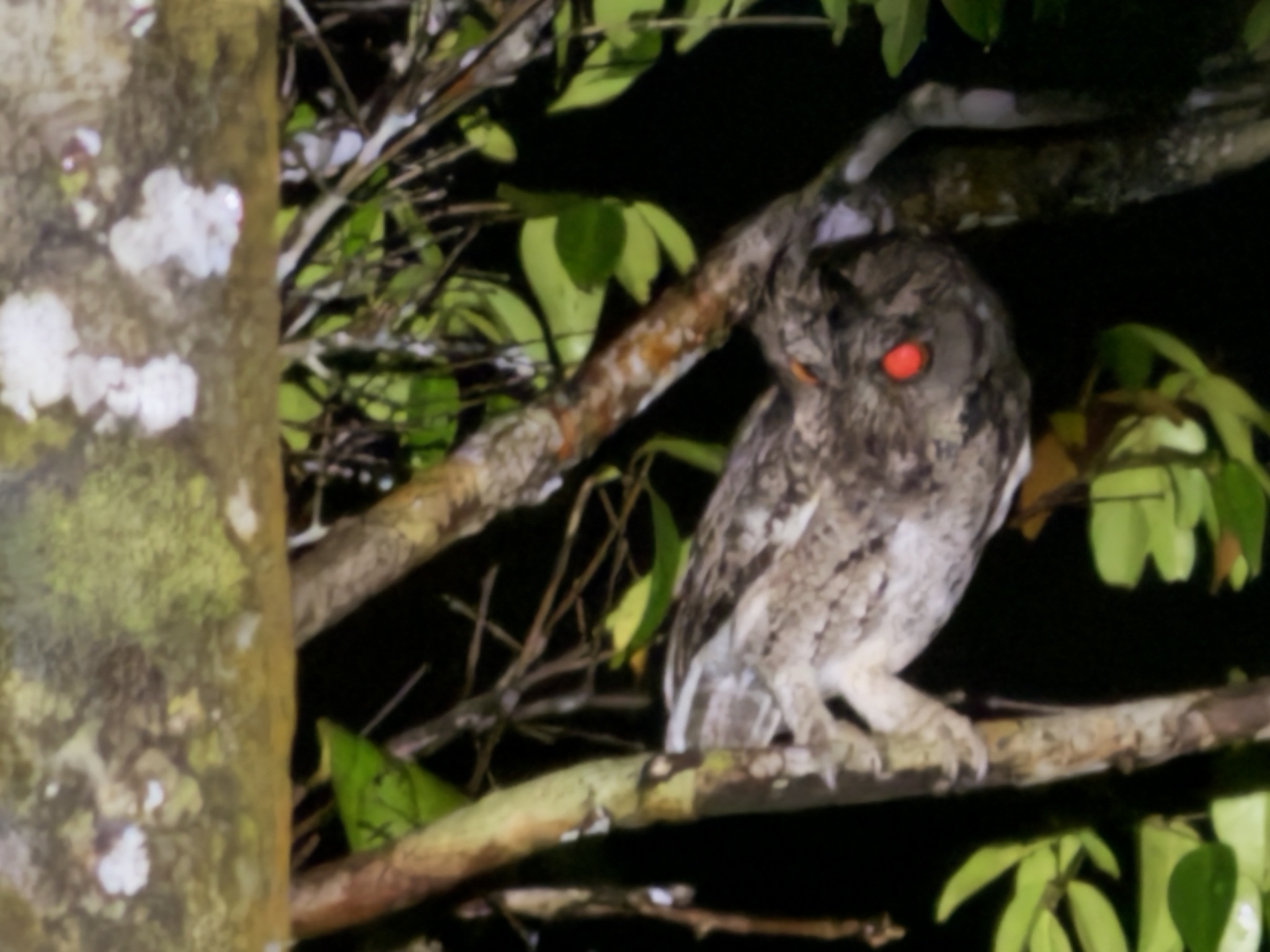 Sunda Scops Owl (Otus lempiji), photo 6